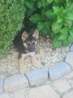 Red Collar Female, a female German Shepherd Dog for sale in Ahoskie, NC – 3 of 6