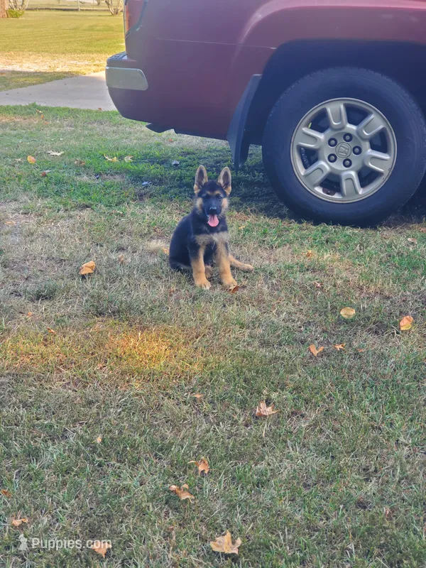 Black Male – German Shepherd Dog puppy for sale in Ahoskie, NC