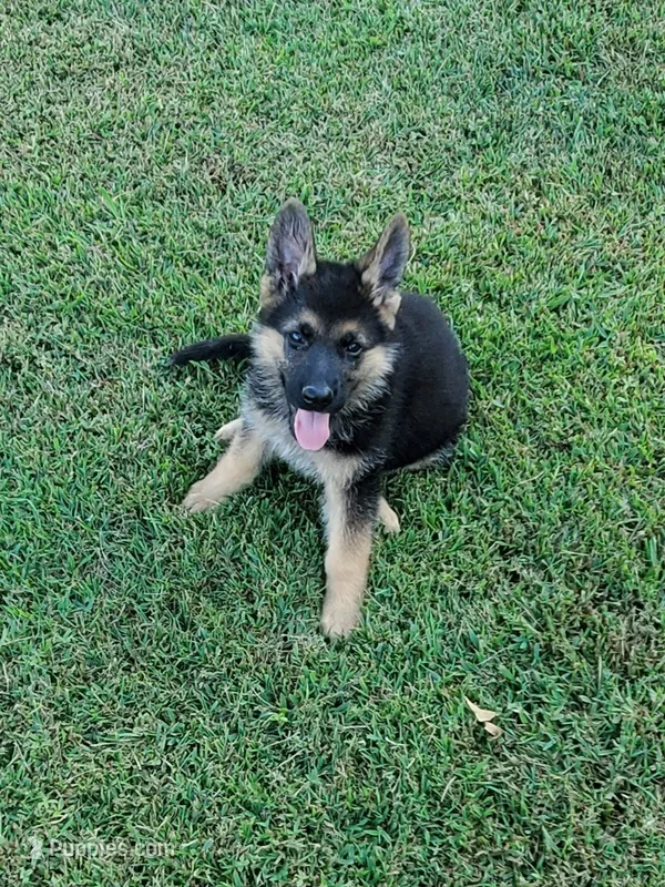 Yawn Green Male – German Shepherd Dog puppy for sale in Ahoskie, NC