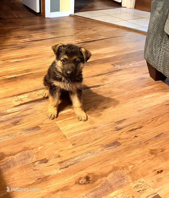 Yawn Green Male – German Shepherd Dog puppy for sale in Ahoskie, NC