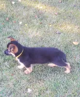 Yellow Male, a male German Shepherd Dog for sale in Ahoskie, NC – 5 of 10