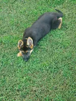 Yellow Male, a male German Shepherd Dog for sale in Ahoskie, NC – 3 of 10