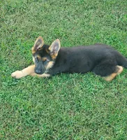 Yellow Male, a male German Shepherd Dog for sale in Ahoskie, NC – 2 of 10