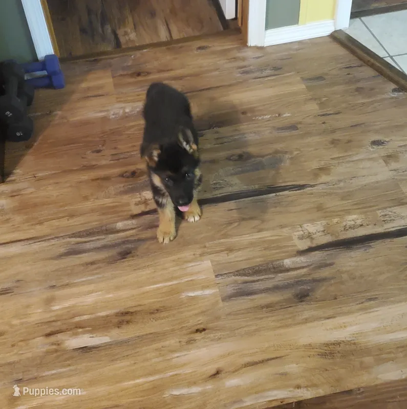 Dark Violet Male – German Shepherd Dog puppy for sale in Ahoskie, NC