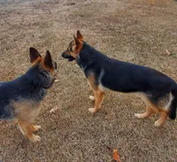 Red Collar Female, a female German Shepherd Dog for sale in Ahoskie, NC – 5 of 6