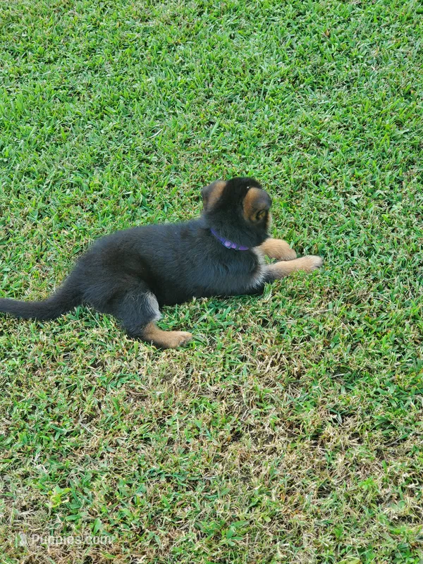 Dark Violet Male – German Shepherd Dog puppy for sale in Ahoskie, NC