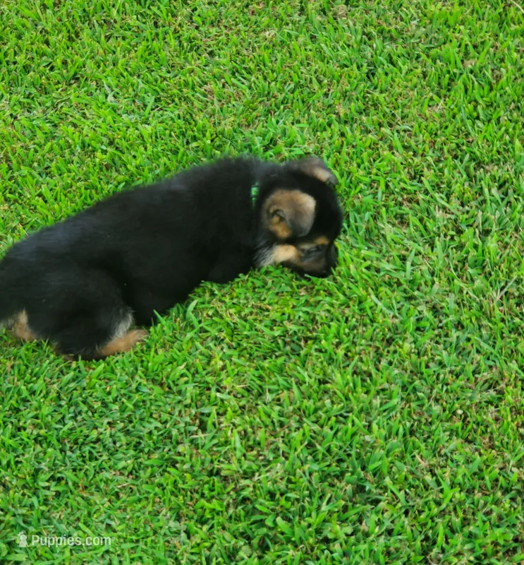 Yawn Green Male – German Shepherd Dog puppy for sale in Ahoskie, NC
