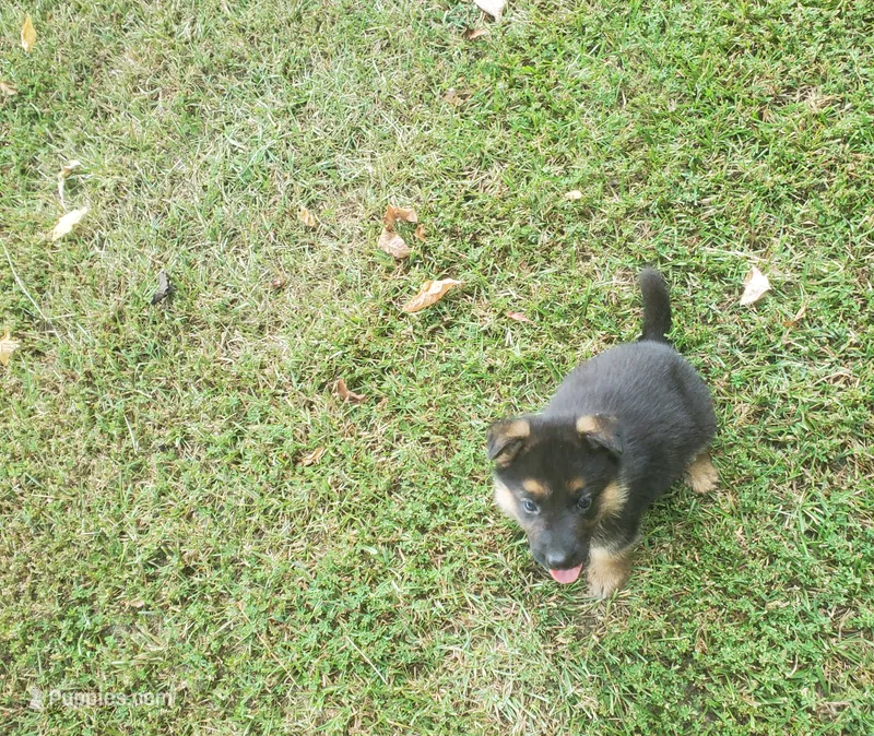 Blue Male – German Shepherd Dog puppy for sale in Ahoskie, NC
