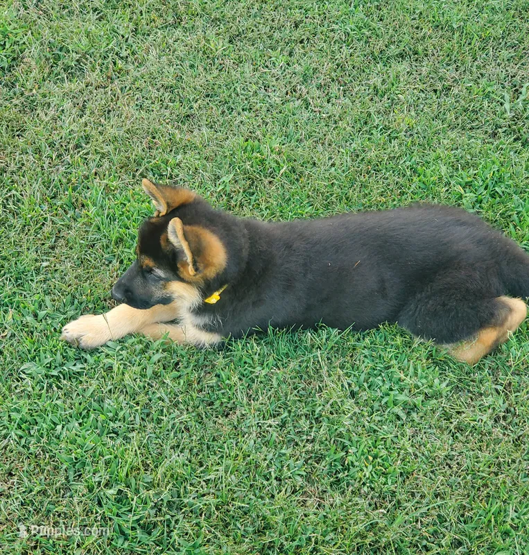Yellow Male – German Shepherd Dog puppy for sale in Ahoskie, NC