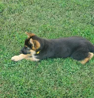 Yellow Male, a male German Shepherd Dog for sale in Ahoskie, NC – 1 of 10