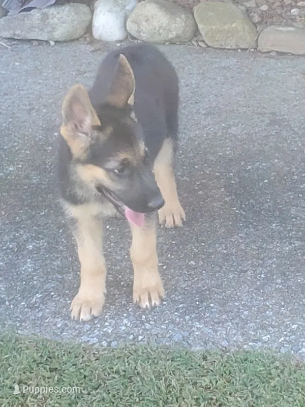 Red Collar Female – German Shepherd Dog puppy for sale in Ahoskie, NC