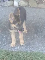 Red Collar Female, a female German Shepherd Dog for sale in Ahoskie, NC – 1 of 6