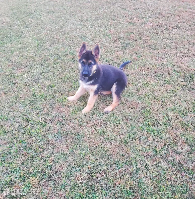 Yellow Male – German Shepherd Dog puppy for sale in Ahoskie, NC