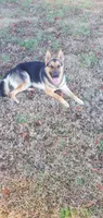 Red Collar Female, a female German Shepherd Dog for sale in Ahoskie, NC – 4 of 6