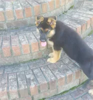 Yellow Male, a male German Shepherd Dog for sale in Ahoskie, NC – 7 of 10