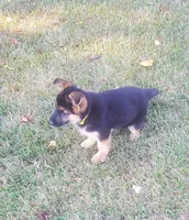 Yellow Male, a male German Shepherd Dog for sale in Ahoskie, NC – 4 of 10