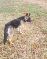 Red Collar Female, a female German Shepherd Dog for sale in Ahoskie, NC – 6 of 6