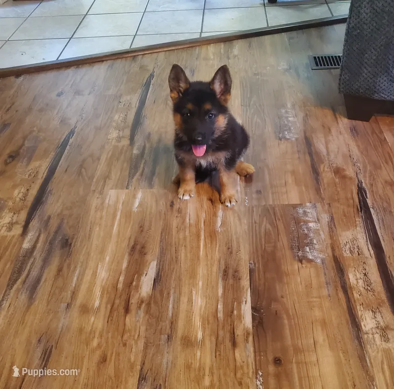 Blue Male – German Shepherd Dog puppy for sale in Ahoskie, NC