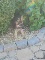 Red Collar Female, a female German Shepherd Dog for sale in Ahoskie, NC – 2 of 6