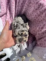 Female Merle sweetheart, a female French Bulldog for sale in Seattle, WA – 3 of 7