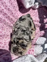 Female Merle sweetheart, a female French Bulldog for sale in Seattle, WA – 7 of 7