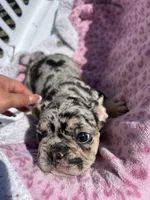 Female Merle sweetheart, a female French Bulldog for sale in Seattle, WA – 6 of 7