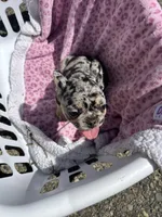 Female Merle sweetheart, a female French Bulldog for sale in Seattle, WA – 4 of 7