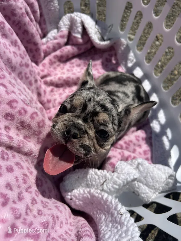 Female Merle sweetheart – French Bulldog puppy for sale in Seattle, WA
