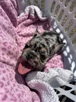 Female Merle sweetheart, a female French Bulldog for sale in Seattle, WA – 1 of 7