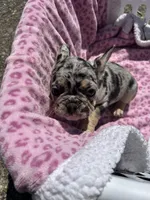Female Merle sweetheart, a female French Bulldog for sale in Seattle, WA – 5 of 7