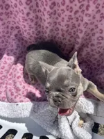 Female blue tri, a female French Bulldog for sale in Seattle, WA – 5 of 7