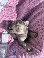 Female blue tri, a female French Bulldog for sale in Seattle, WA – 3 of 7