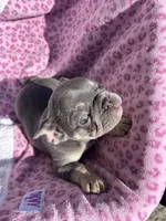 Female blue tri, a female French Bulldog for sale in Seattle, WA – 7 of 7