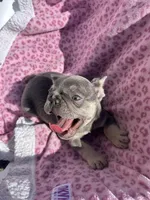 Female blue tri, a female French Bulldog for sale in Seattle, WA – 2 of 7