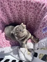 Female blue tri, a female French Bulldog for sale in Seattle, WA – 6 of 7