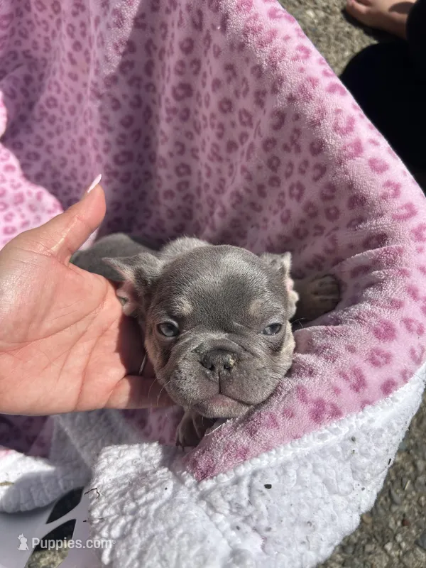 Female blue tri – French Bulldog puppy for sale in Seattle, WA