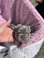 Female blue tri, a female French Bulldog for sale in Seattle, WA – 1 of 7
