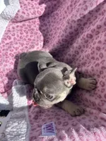 Female blue tri, a female French Bulldog for sale in Seattle, WA – 4 of 7
