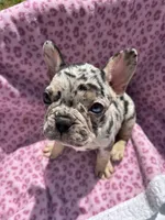 Female , a female French Bulldog for sale in Seattle, WA – 2 of 5