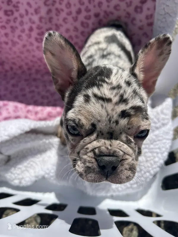Female  – French Bulldog puppy for sale in Seattle, WA
