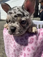 Female , a female French Bulldog for sale in Seattle, WA – 4 of 5
