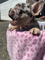 Female , a female French Bulldog for sale in Seattle, WA – 3 of 5