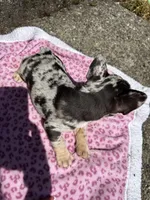 Female , a female French Bulldog for sale in Seattle, WA – 5 of 5