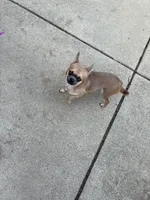 Rocki , a male Chihuahua for sale in Columbus Grove, OH – Photo 10 of 10