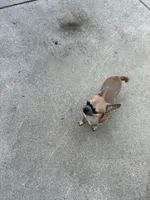 Rocki , a male Chihuahua for sale in Columbus Grove, OH – Photo 9 of 10