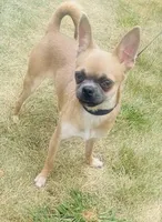 Rocki , a male Chihuahua for sale in Columbus Grove, OH – Photo 2 of 10