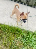 Rocki , a male Chihuahua for sale in Columbus Grove, OH – Photo 1 of 10