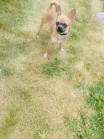 Rocki , a male Chihuahua for sale in Columbus Grove, OH – Photo 3 of 10