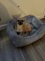 Rocki , a male Chihuahua for sale in Columbus Grove, OH – Photo 7 of 10