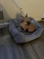 Rocki , a male Chihuahua for sale in Columbus Grove, OH – Photo 5 of 10